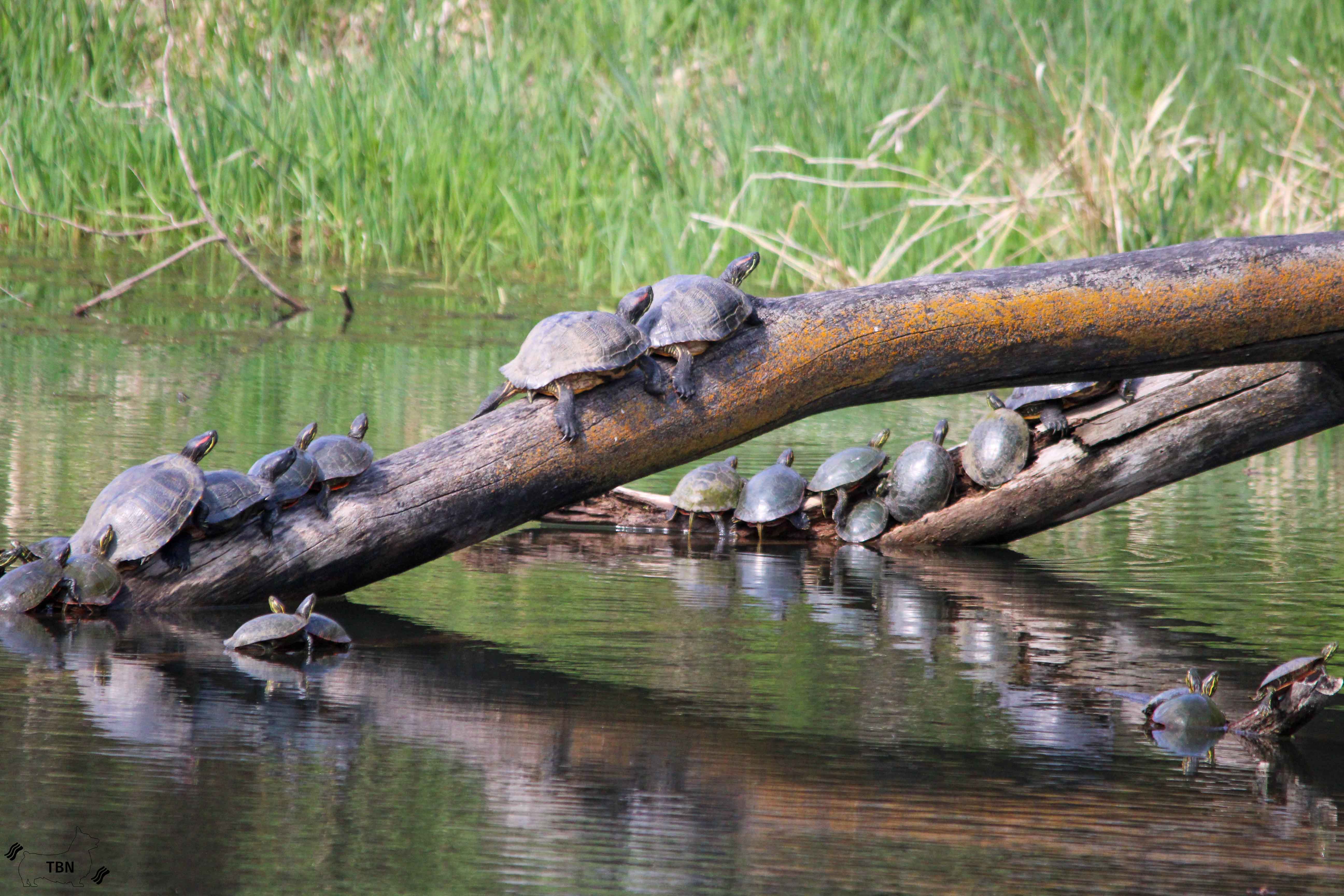 Painted Turtle